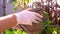 Person in gloves fixes pot plant on metal support closeup