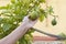 person grabs a lemon on the tree