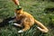 Person grooming ginger cat on green grass