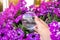 Person hand attaching round transparent self watering device globe inside potted night sky petunia plant soil in home garden.