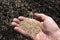 Person with hand full of grass seed sowing on to field. spring agricultural work