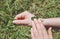 Person hand holding and healing wound with antibacterial plant mixture of Plantago major  broadleaf plantain  white man`s foot.