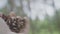 Person hand holds bunch of pine spruce cones in forest