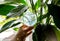 Person hand insert round transparent self watering device globe inside potted peace lilies Spathiphyllum plant soil in home interi