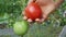 Person hand plucks ripe tomato from bush in garden