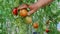 Person hand plucks ripe tomato from bush in garden