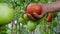 Person hand plucks ripe tomato from bush in garden