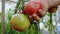 Person hand plucks ripe tomato from bush in garden