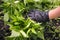 A Person hand in protective glove picking stinging nettle in a bucket