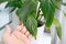 Person hand show houseplant leaf tips turning brown on Spathiphyllum commonly known as spath or peace lilies.