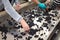 Person hand sorting the grapes in steel modern winery machine with red grape