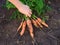 Person hand taking freshly harvested carrot from a soil
