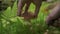 person hands cutting edible mushroom in summer green forest