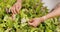 Person, hands and green plant for harvest, leaves or farming production in natural garden. Closeup of farmer or