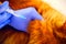 Person hands in medical gloves with syringe vaccinating ginger cat