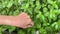Person is harvesting basil leaves using scissors. Hands and herbal plants
