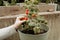 Person harvesting red cherry tomato from potted tomato plant outdoors in the garden