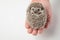 Person holding adorable african dwarf hedgehog in hand