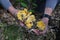 A person holding big chanterelles in a Danish Forrest