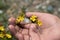 Person holding the blossomed, beautiful and yellow flowers