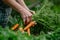 a person holding a bunch of carrots and plants with them in the ground