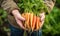 A Person Holding a Bunch of Fresh Carrots in Their Hands