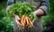 A Person Holding a Bunch of Fresh Carrots in Their Hands