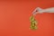 Person holding bunch of ripe green grape. Crop hand demonstrating bunch of ripe wet grape on bright coral background