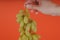 Person holding bunch of ripe green grape. Crop hand demonstrating bunch of ripe wet grape on bright coral background