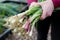 person holding a bunch of spring onions with roots visible