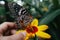a person holding a butterfly on a yellow flower. Generative Ai