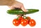 Person holding a cucumber and a bunch of tomatoes