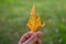 A person holding a golden brown Maple leaf in his hands