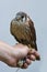 Person holding kestrel bird