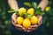 a person holding lemons in their hands against green foliage