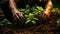 A Person Holding a Lush Green Houseplant, Embracing Nature's Beauty