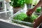 a person is holding a plastic container filled with green sprouts