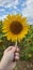Person holding a sunflower at a sunflower field