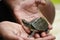 Person holding turtle in hand. Indian roofed turtle