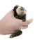 Person holding White-headed Marmoset