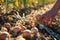 person inspecting onion bulbs in a sunny field