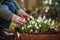 Person Kneeling in Snowdrop Garden