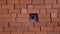 Person looking through the hole in brick the wall