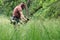 A person mows the grass with a petrol brushcutter