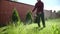 Person mows green grass gasoline mower, along a high brick fence, near thuja