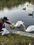 Person offering food to a flock of swans on a serene lake