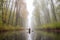 person, paddling canoe through misty forest, with view of towering trees