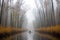 person, paddling canoe through misty forest, with view of towering trees