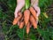 A person palms full of fresh harvested carrots