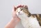 A person petting a Calico tabby shorthair cat